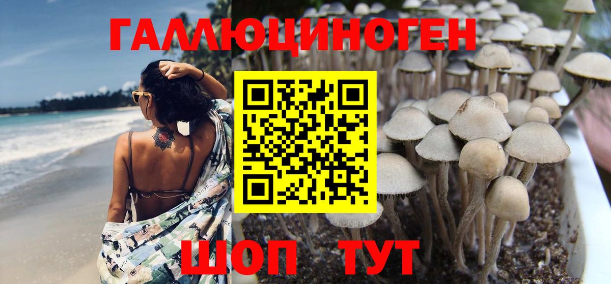 Псилоцибиновые грибы Cubensis Удомля